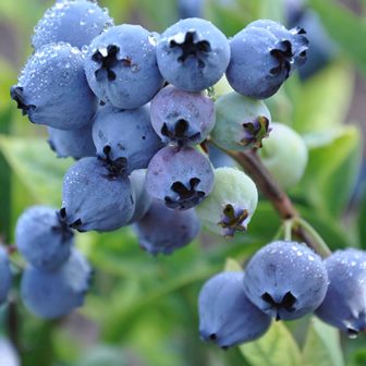 Amerikansk blåbær -Vaccinium corymbosum