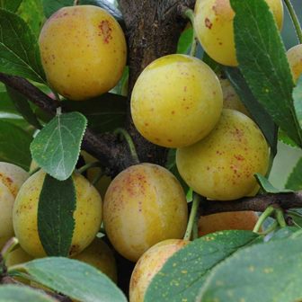 Mirabel - Prunus cerasifera/Prunus salicina
